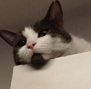 Adopter Pompom