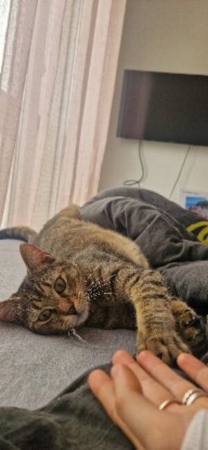 Adopter Pong