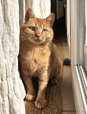 Adopter Ponyo
