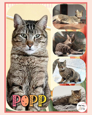 Adopter Popp