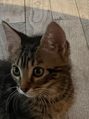 Adopter Porthos