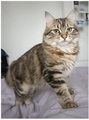 Adopter Poupy