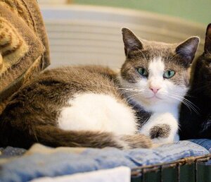 Adopter Poussiere