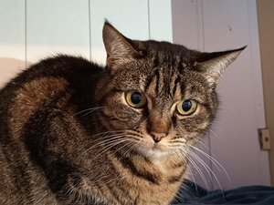Adopter Praline