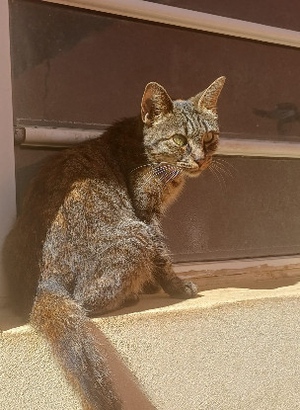 Adopter Precious