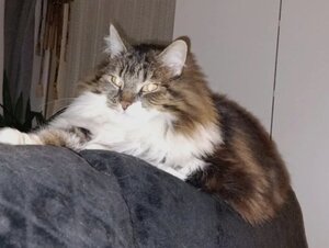 Adopter Prince