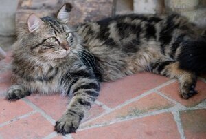 Adopter Prince