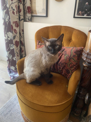 Adopter Prince osiris