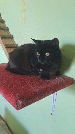 Adopter Princesse