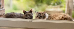 Adopter Princesse et arielle