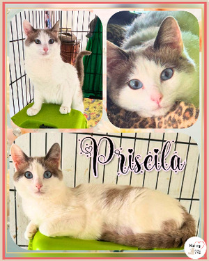 Adopter Priscila