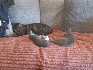 Adopter Prune et myrtille