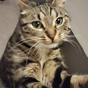 Adopter Prunelle