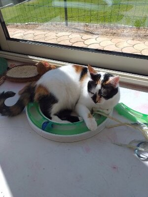 Adopter Prunelle