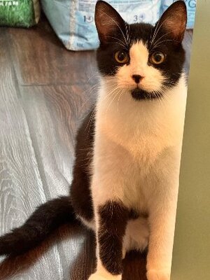Adopter Puma double adoption avec doha