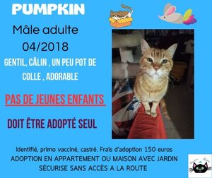 Adopter Pumpkin