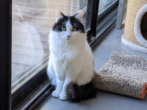 Adopter Raphaella