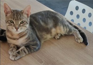 Adopter Ratinho