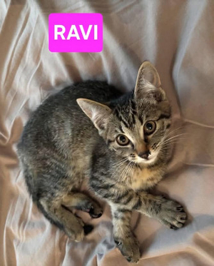 Adopter Ravi et oli