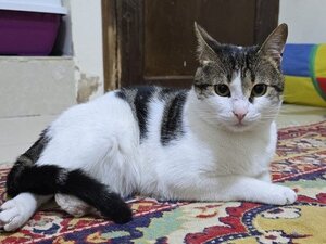 Adopter Ravioli