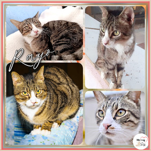 Adopter Rayo