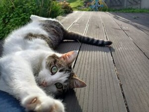 Adopter Rayure
