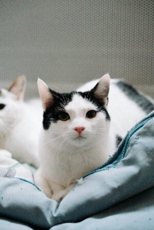 Adopter Red eyes et ziba