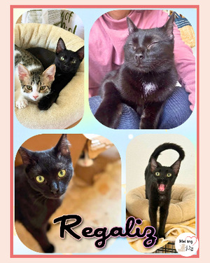 Adopter Regaliz