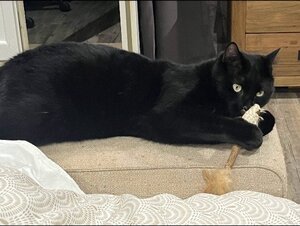 Adopter Réglisse