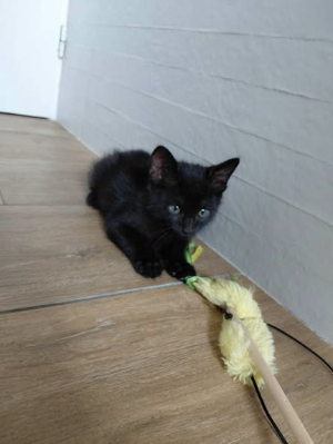 Adopter Reglisse