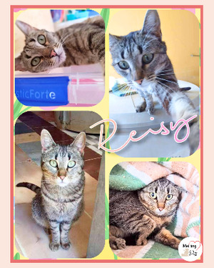 Adopter Reisy