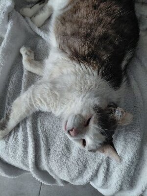 Adopter Renaud