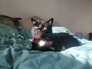 Adopter Reznor