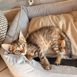Adopter Rikiki
