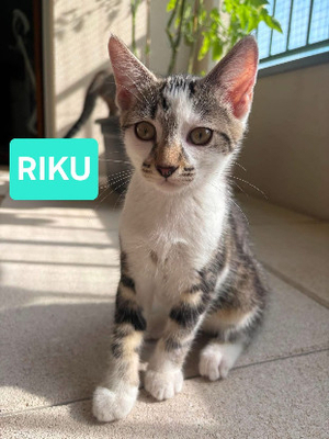 Adopter Riku adoptable en duo ou seul si déj