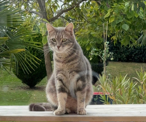 Adopter Rio
