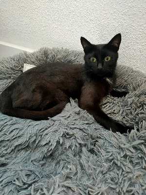 Adopter Risée