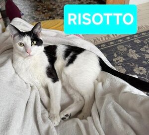 Adopter Risotto