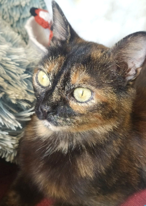 Adopter Rita