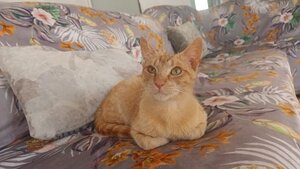 Adopter Robin