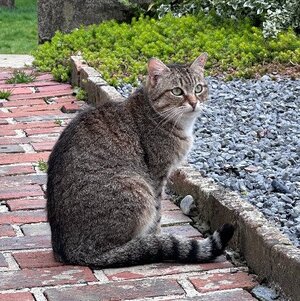 Adopter Rolly