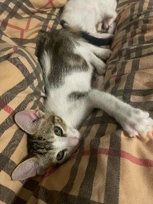 Adopter Ronaldo