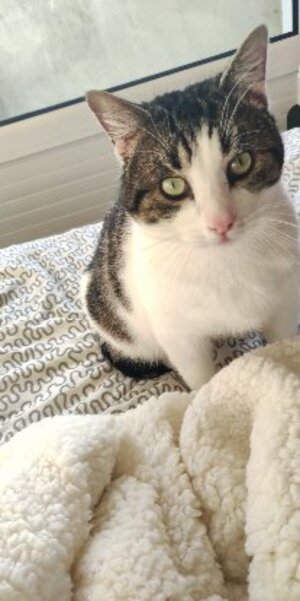 Adopter Ronflex