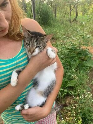 Adopter Rosalia