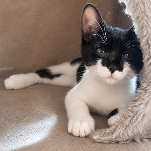 Adopter Rose
