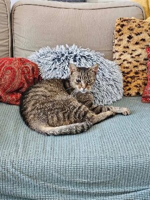 Adopter Rossie