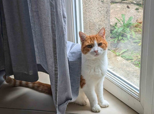 Adopter Rouki