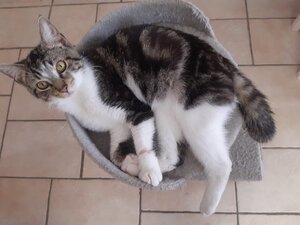Adopter Roumi