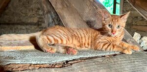 Adopter Rouquin