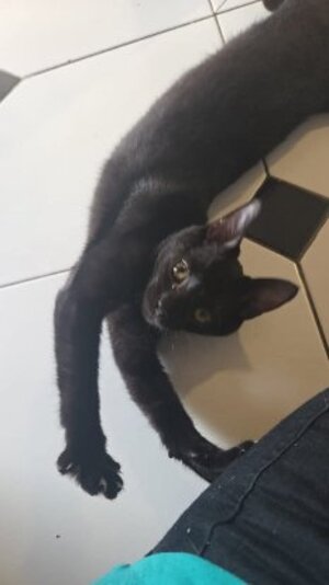 Adopter Roxane